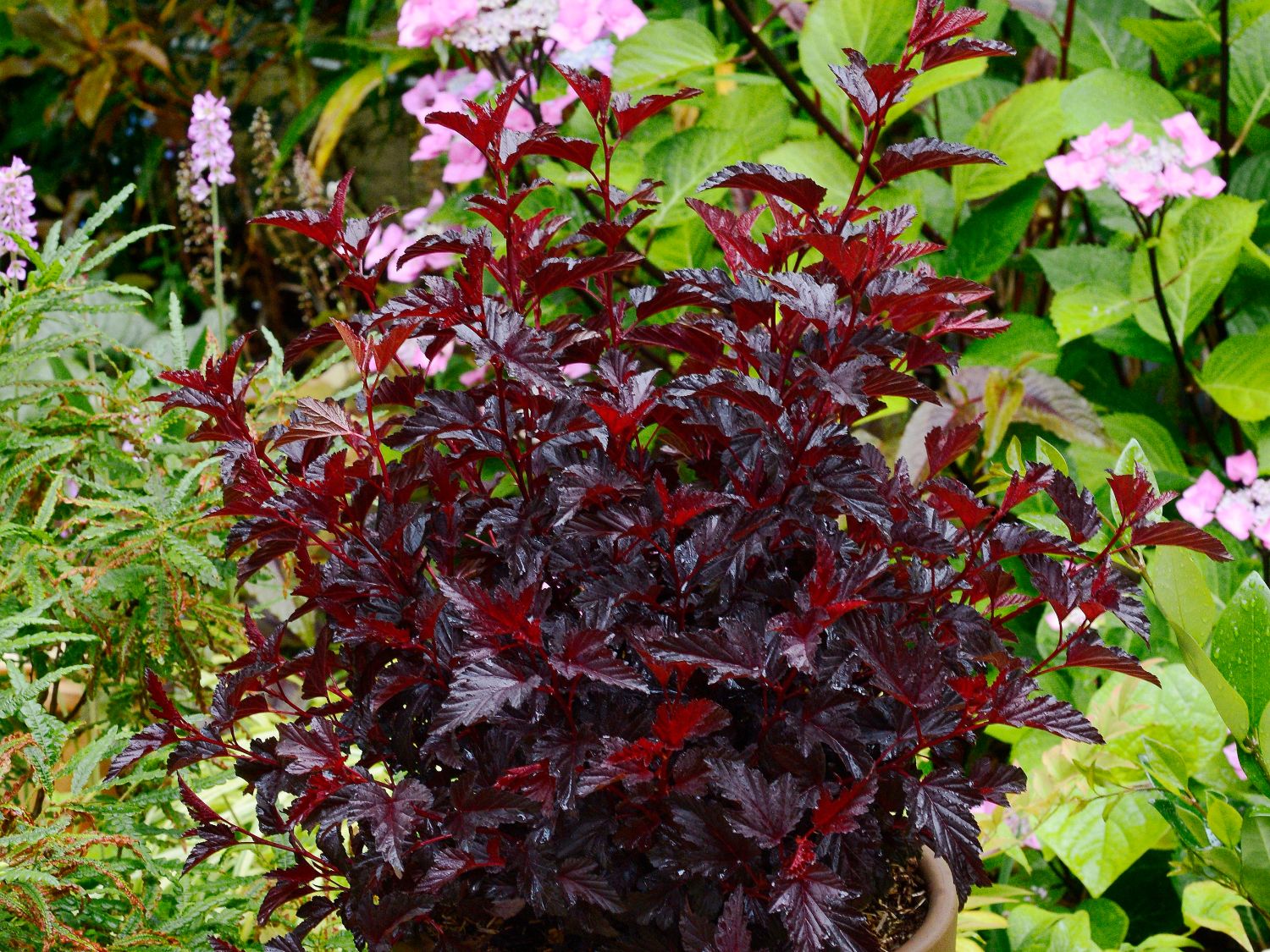 Blasenspiere 'All Black' Physocarpus opulifolius 'All Black