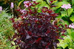Blasenspiere 'All Black' - Physocarpus opulifolius 'All Black'