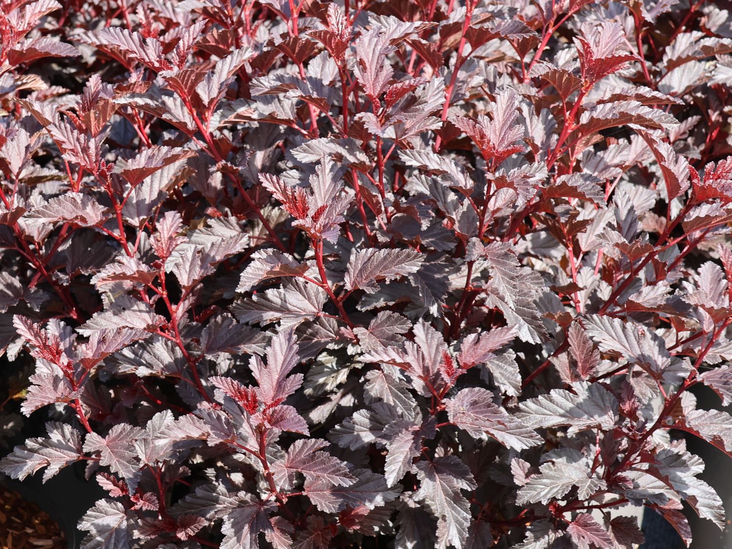 Blasenspiere 'All Black' - Physocarpus opulifolius 'All Black'