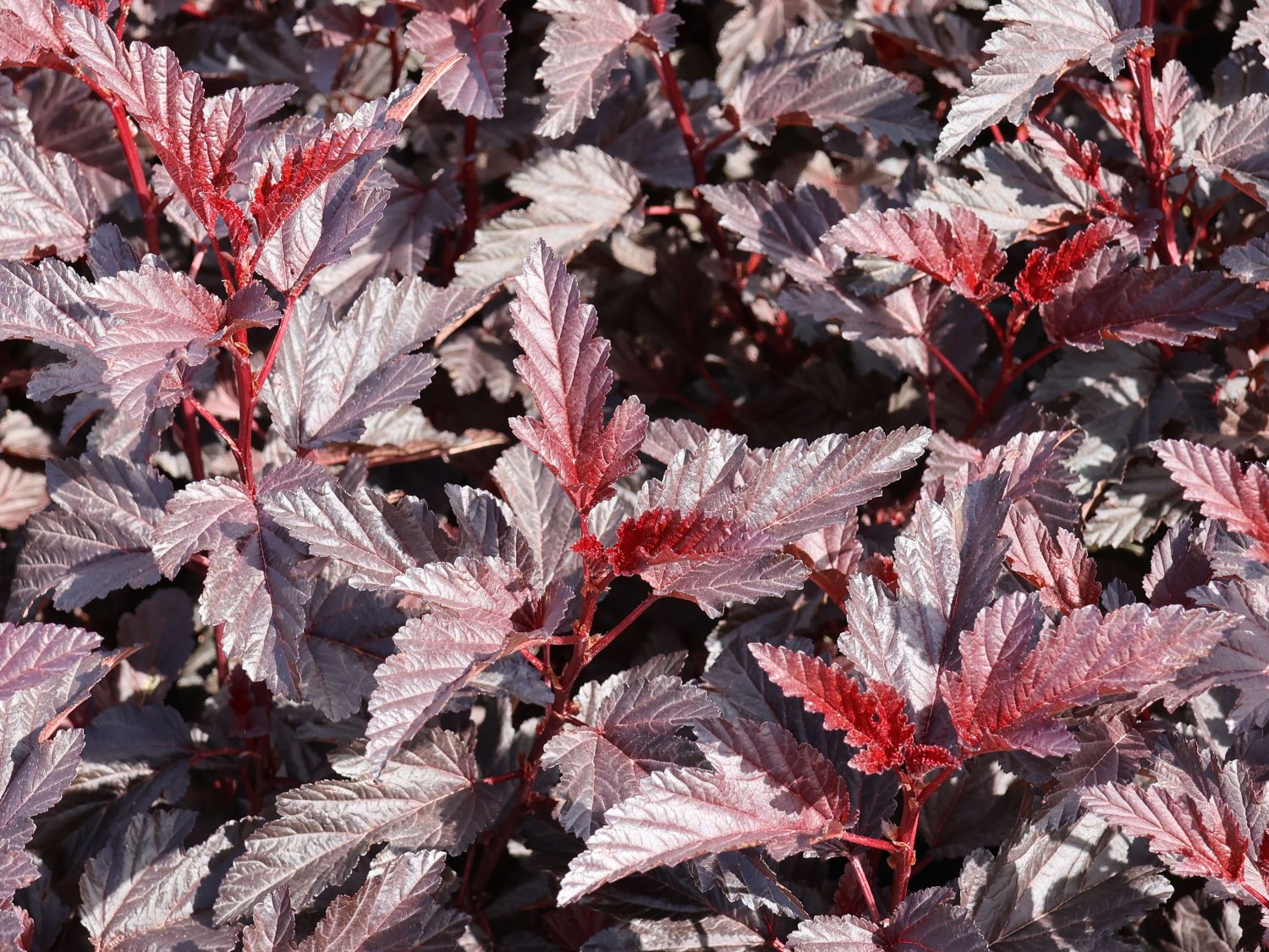 Blasenspiere 'All Black' Physocarpus opulifolius 'All Black