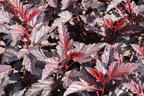Blasenspiere 'All Black' - Physocarpus opulifolius 'All Black'