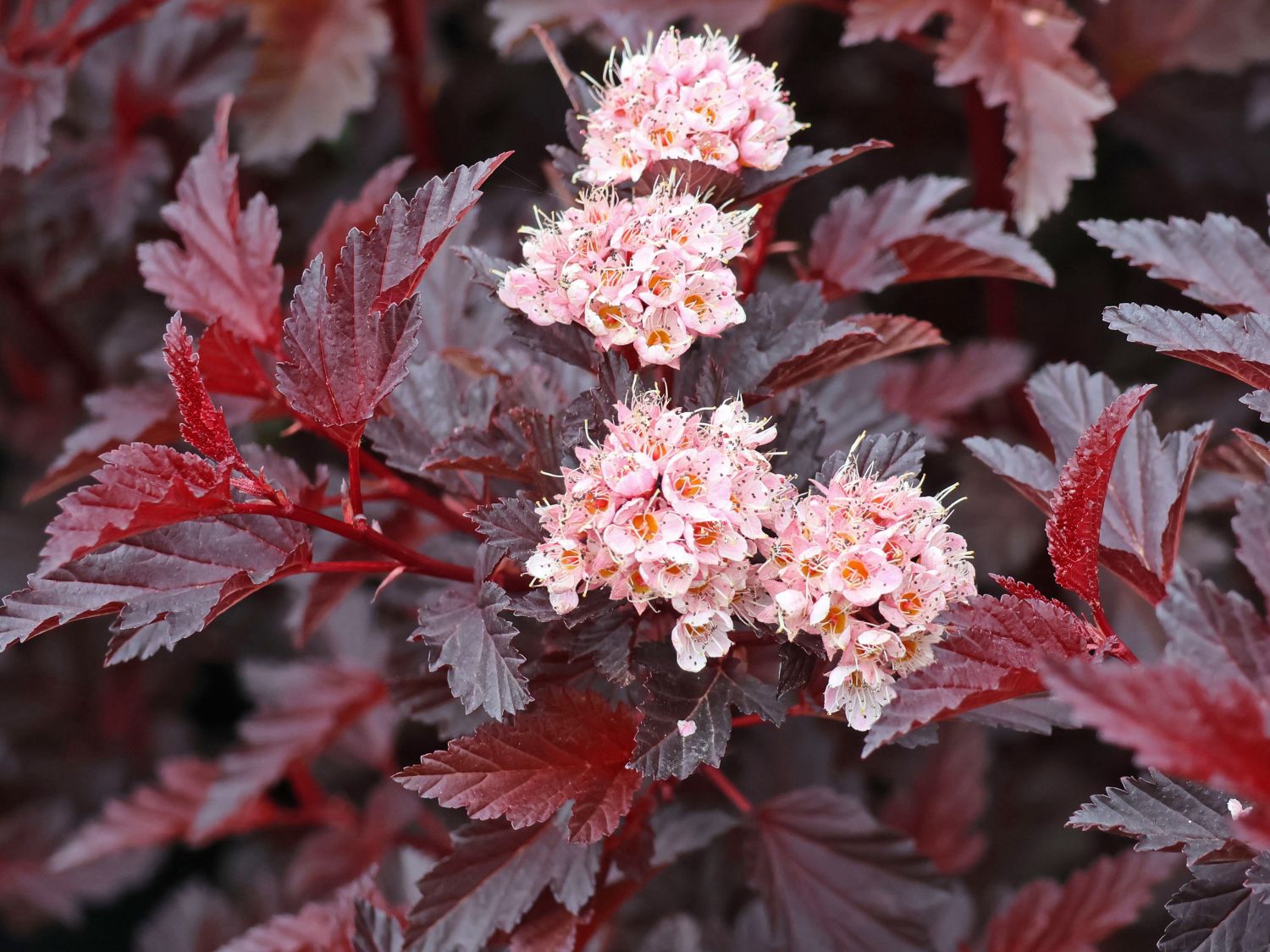 Blasenspiere 'All Black' - Physocarpus opulifolius 'All Black'