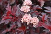 Blasenspiere 'All Black' - Physocarpus opulifolius 'All Black'