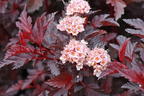 Blasenspiere 'All Black' - Physocarpus opulifolius 'All Black'