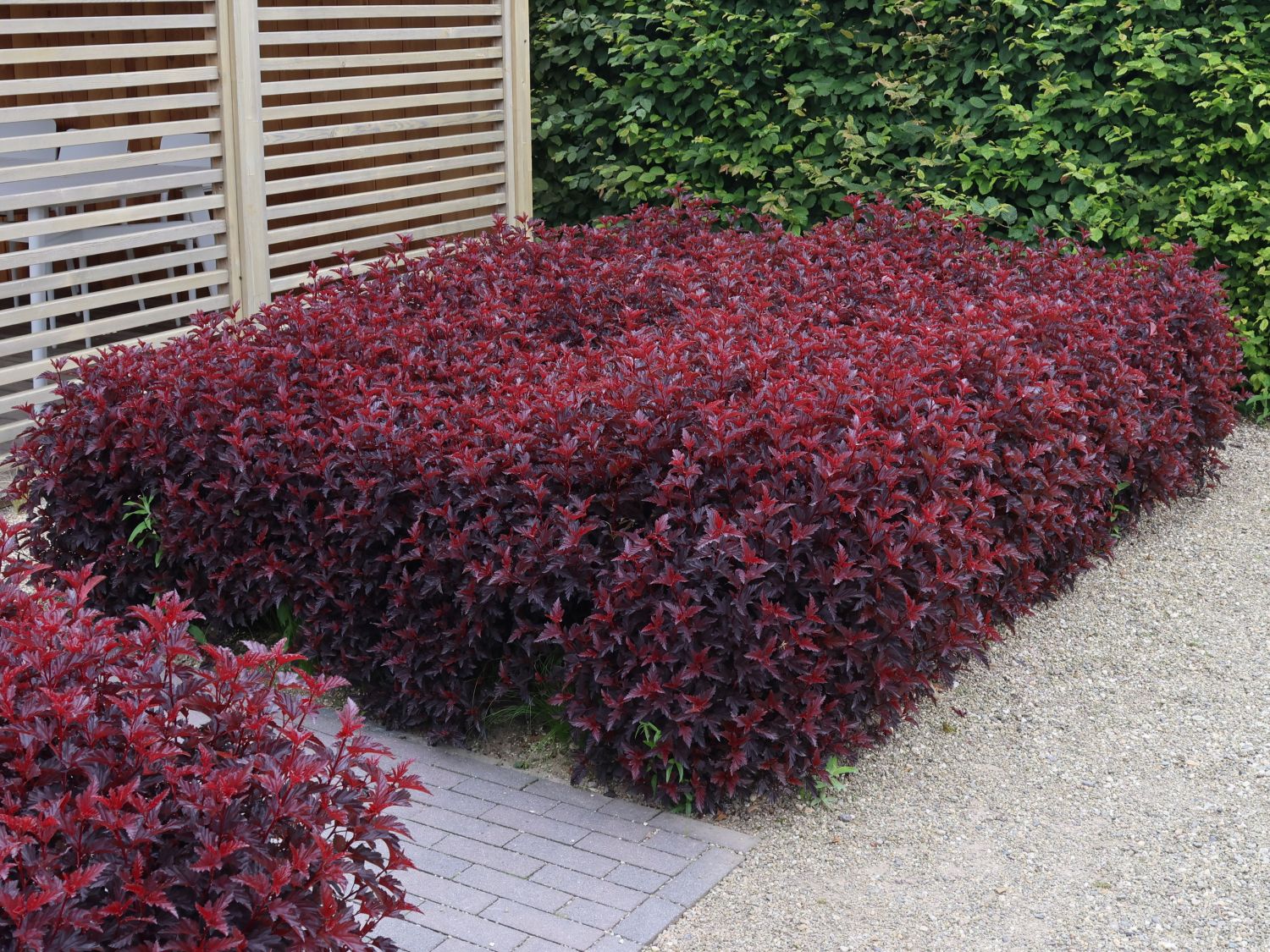 Blasenspiere 'All Black' - Physocarpus opulifolius 'All Black'