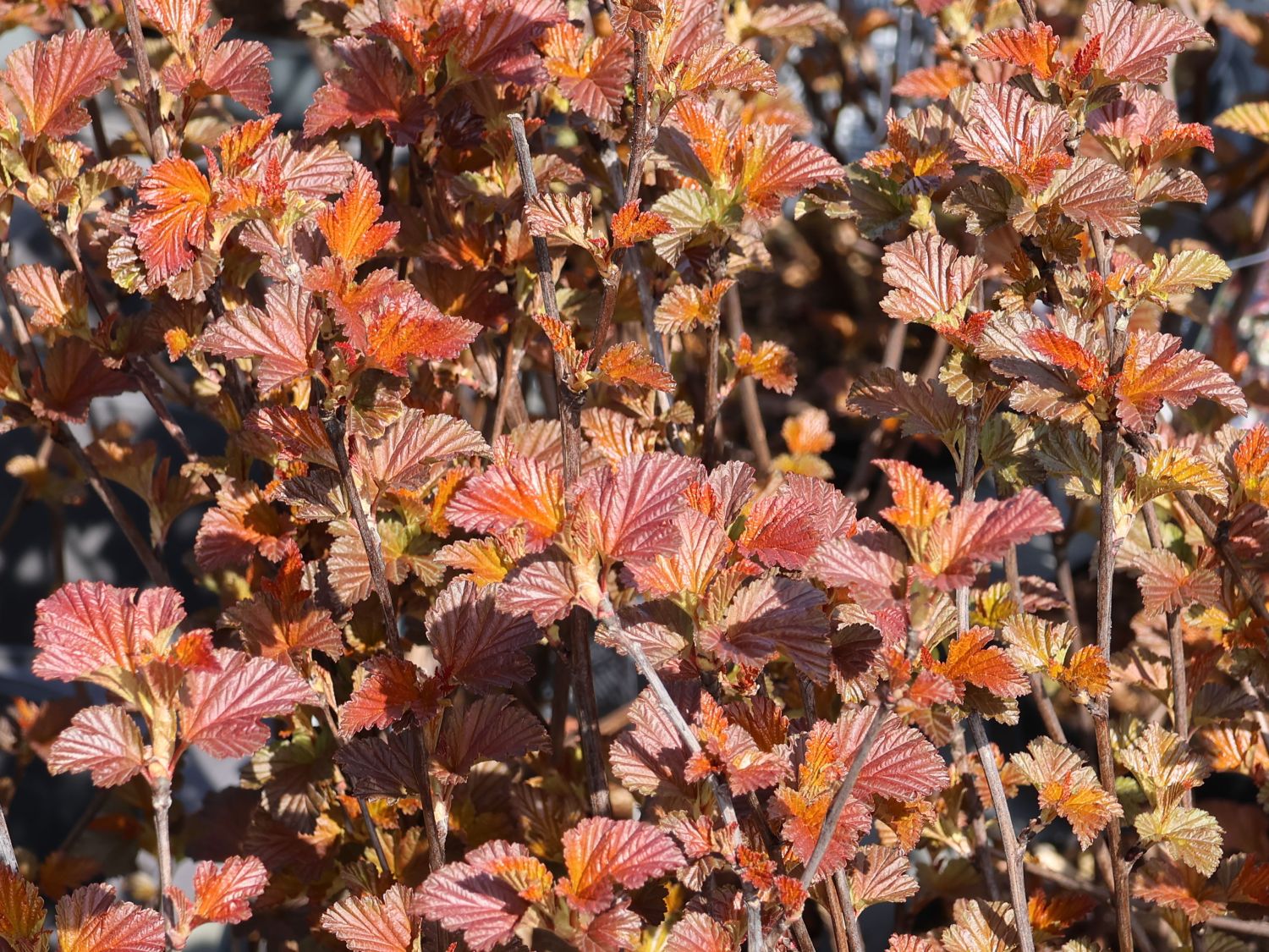 Blasenspiere 'Andre'