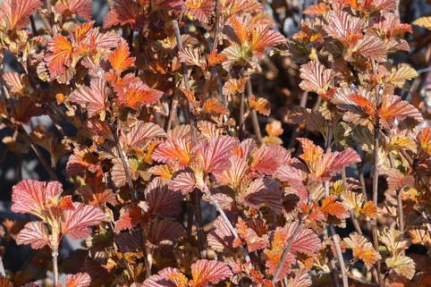 Blasenspiere 'Andre' - Physocarpus opulifolius 'Andre'