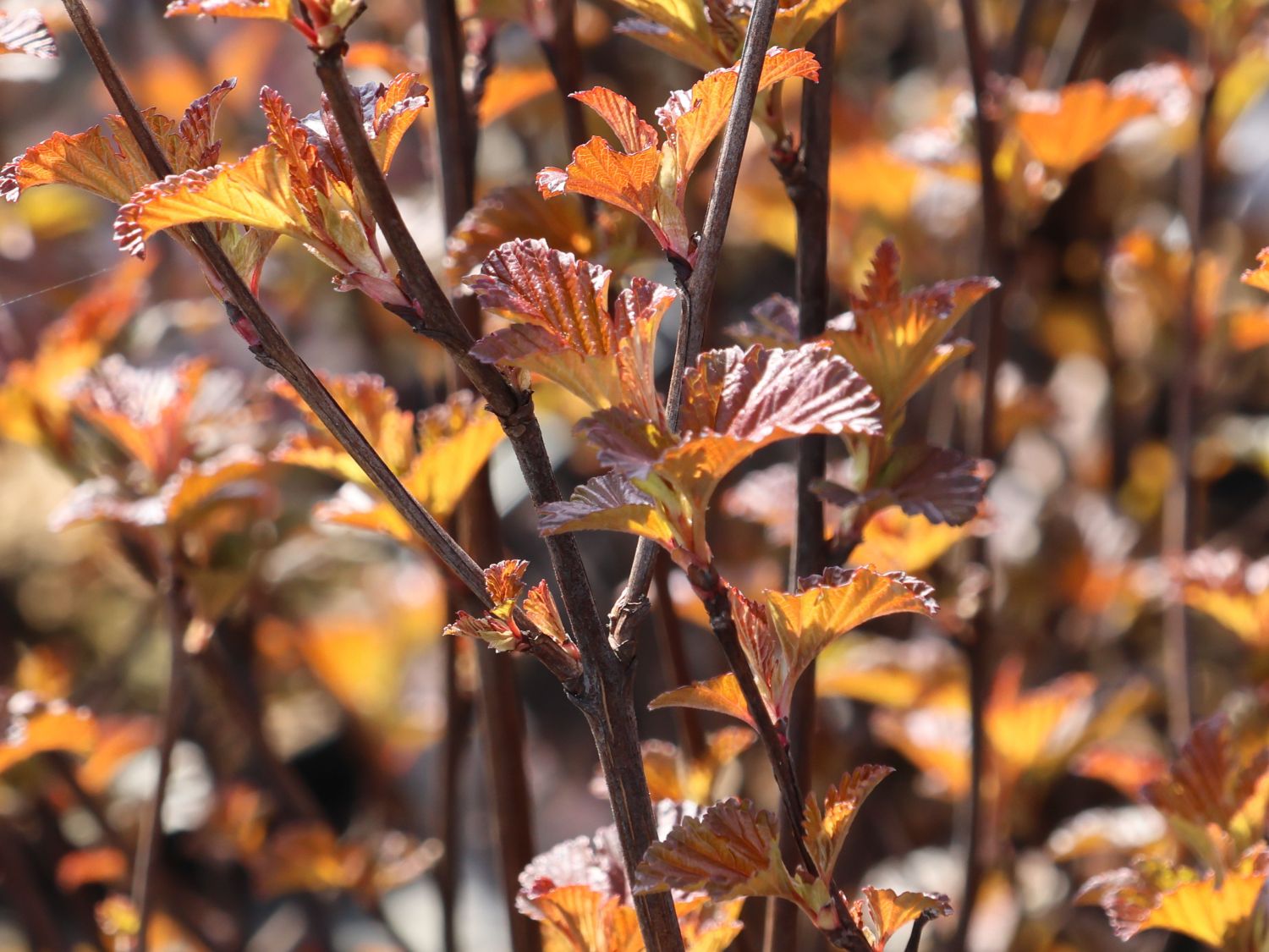 Blasenspiere 'Andre' - Physocarpus opulifolius 'Andre'