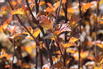 Blasenspiere 'Andre' - Physocarpus opulifolius 'Andre'