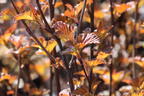 Blasenspiere 'Andre' - Physocarpus opulifolius 'Andre'