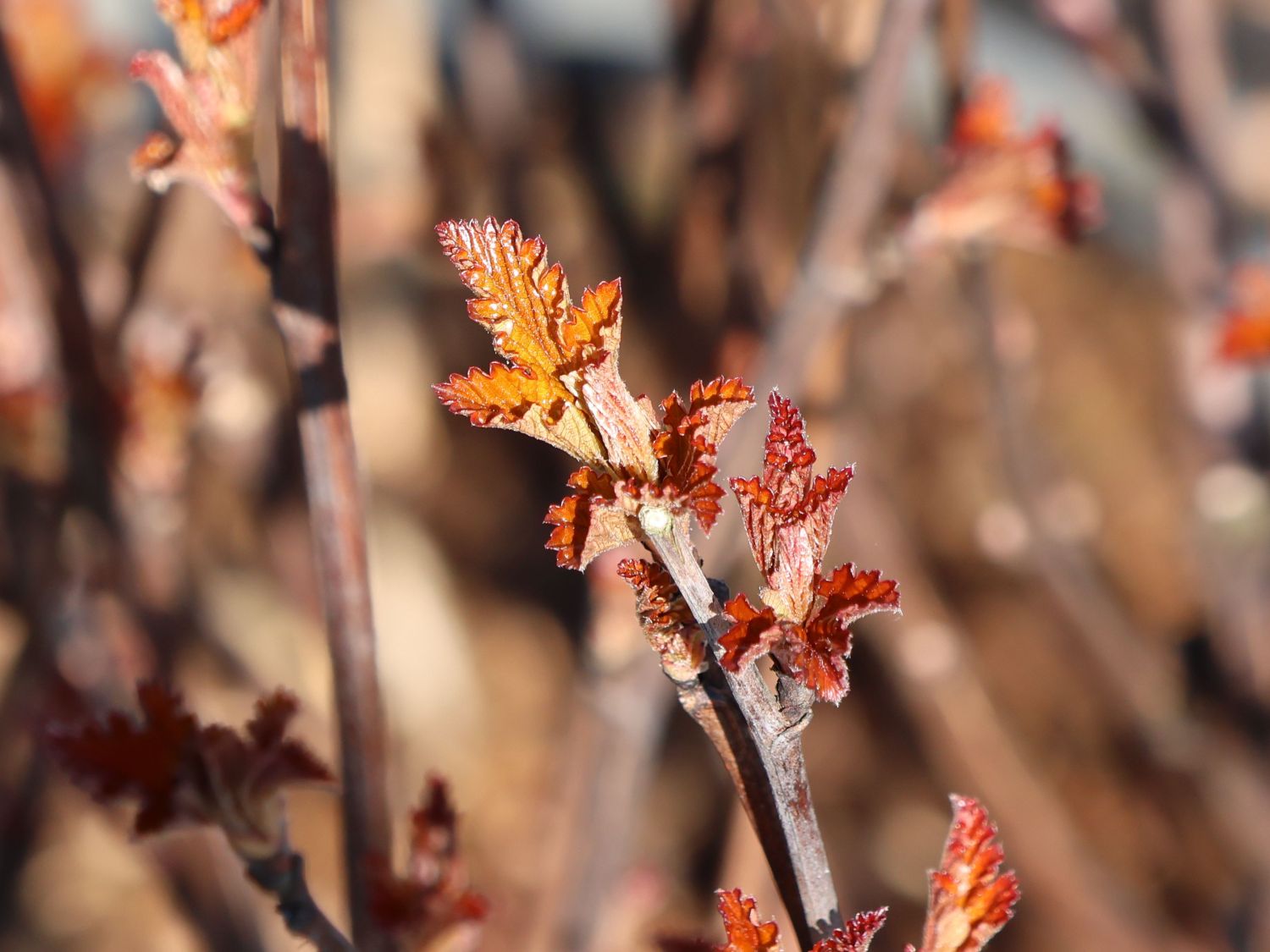 Blasenspiere 'Andre' - Physocarpus opulifolius 'Andre'