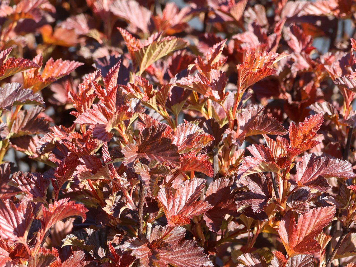 Blasenspiere 'Andre' - Physocarpus opulifolius 'Andre'