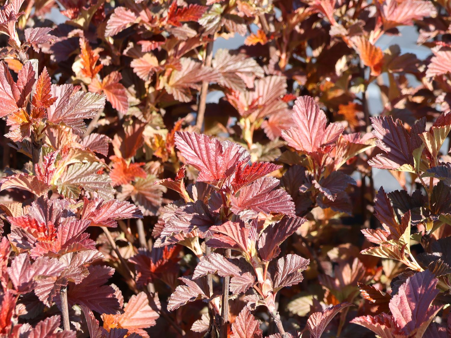 Blasenspiere 'Andre' - Physocarpus opulifolius 'Andre'