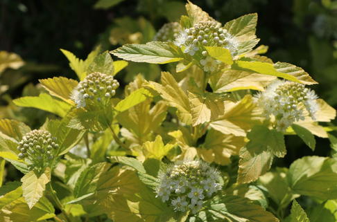 Blasenspiere 'Angel Gold' ® - Physocarpus opulifolius 'Angel Gold' ®