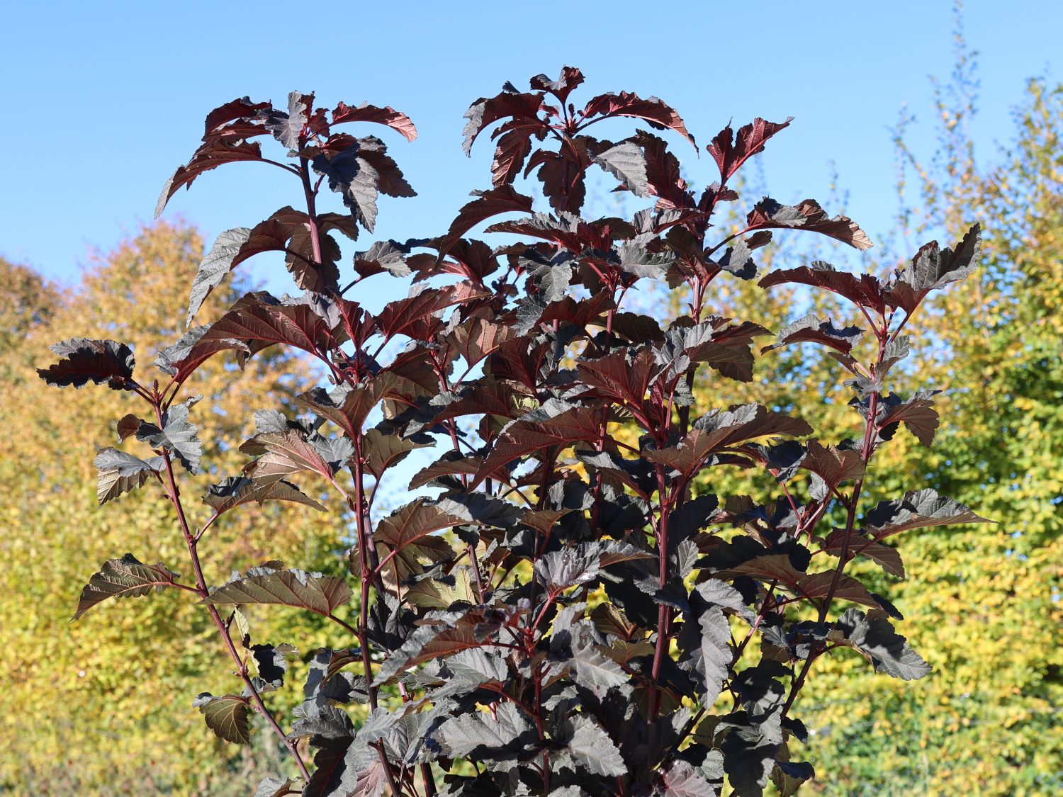 Blasenspiere 'Black Panther'