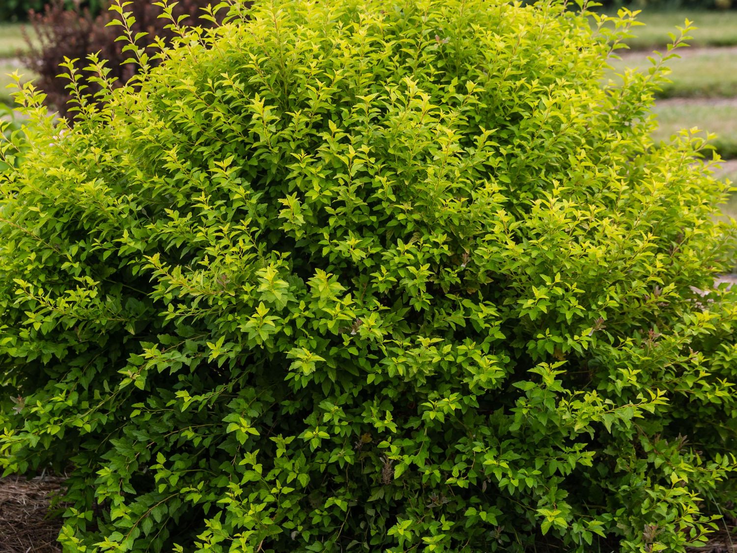 Blasenspiere FIRST EDITIONS ® 'Lucky Devil'