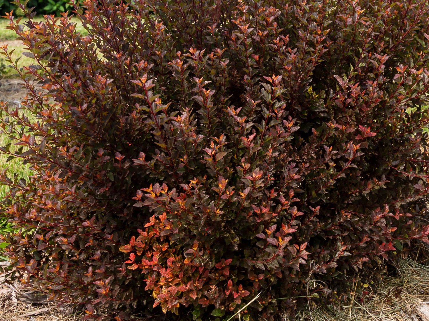 Blasenspiere FIRST EDITIONS ® 'Spicy Devil'