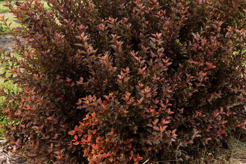 Blasenspiere FIRST EDITIONS ® 'Spicy Devil' - Physocarpus opulifolius FIRST EDITIONS ® 'Spicy Devil'