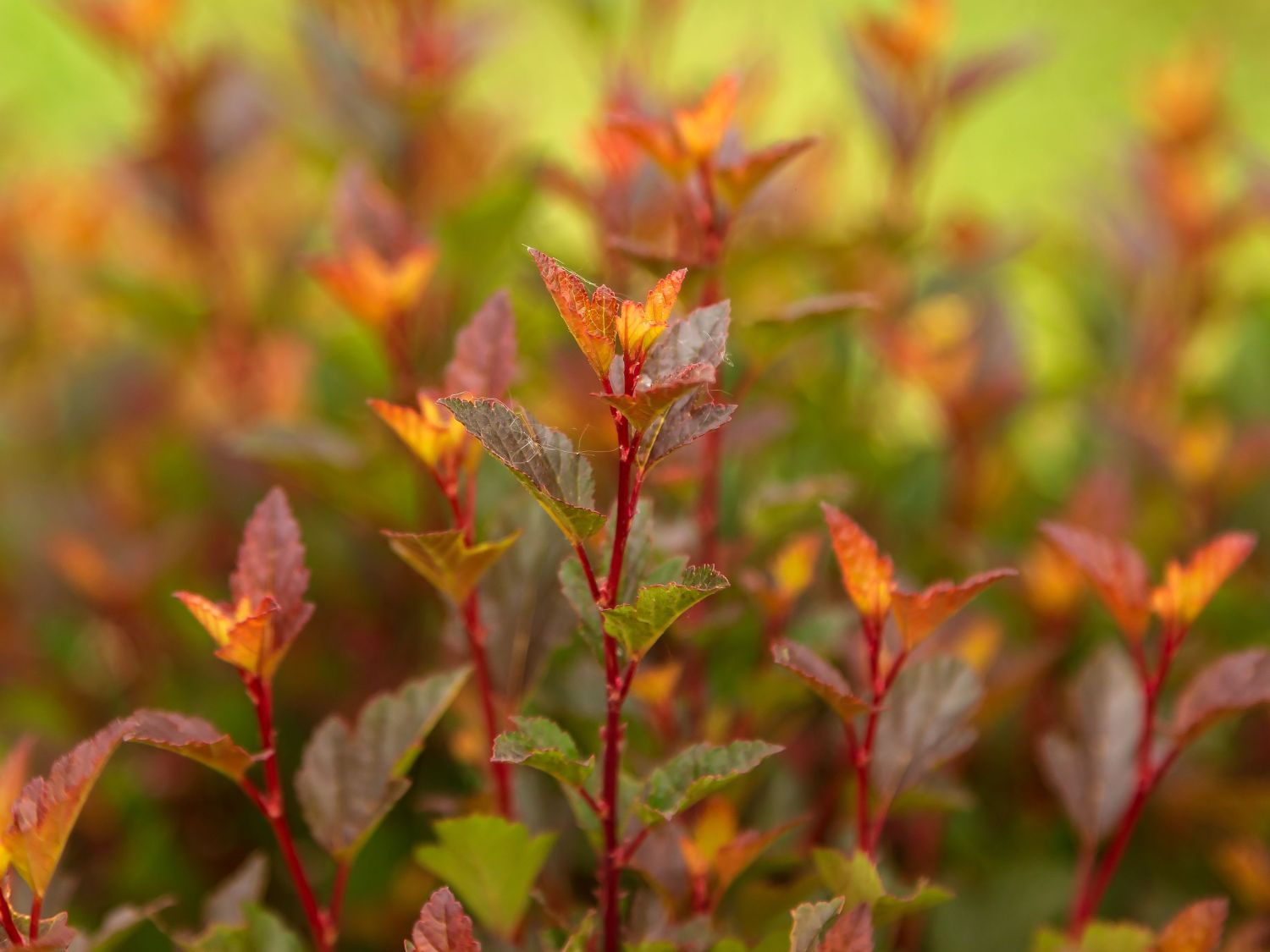 Blasenspiere FIRST EDITIONS ® 'Spicy Devil' - Physocarpus opulifolius FIRST EDITIONS ® 'Spicy Devil'