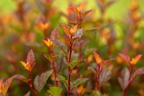 Blasenspiere FIRST EDITIONS ® 'Spicy Devil' - Physocarpus opulifolius FIRST EDITIONS ® 'Spicy Devil'