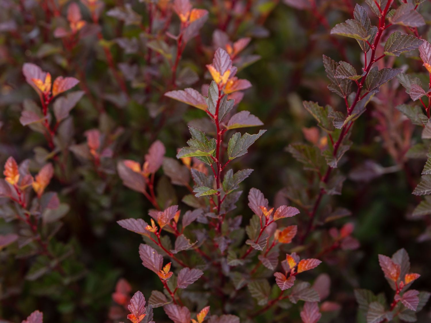 Blasenspiere FIRST EDITIONS ® 'Spicy Devil' - Physocarpus opulifolius FIRST EDITIONS ® 'Spicy Devil'