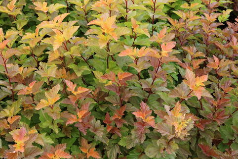 Schneeballblättrige Blasenspiere 'Magic Ball' - Physocarpus opulifolius 'Magic Ball'