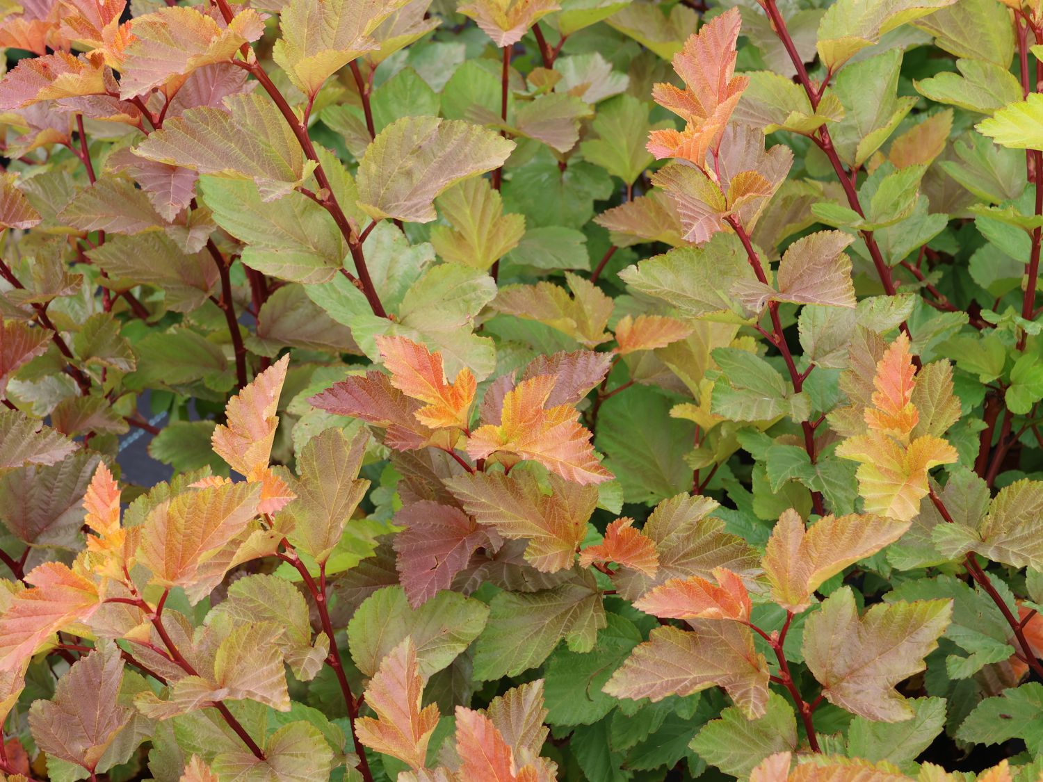 Schneeballblättrige Blasenspiere 'Magic Ball' - Physocarpus opulifolius 'Magic Ball'