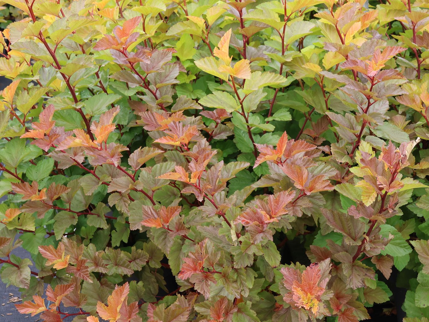 Schneeballblättrige Blasenspiere 'Magic Ball' - Physocarpus opulifolius 'Magic Ball'