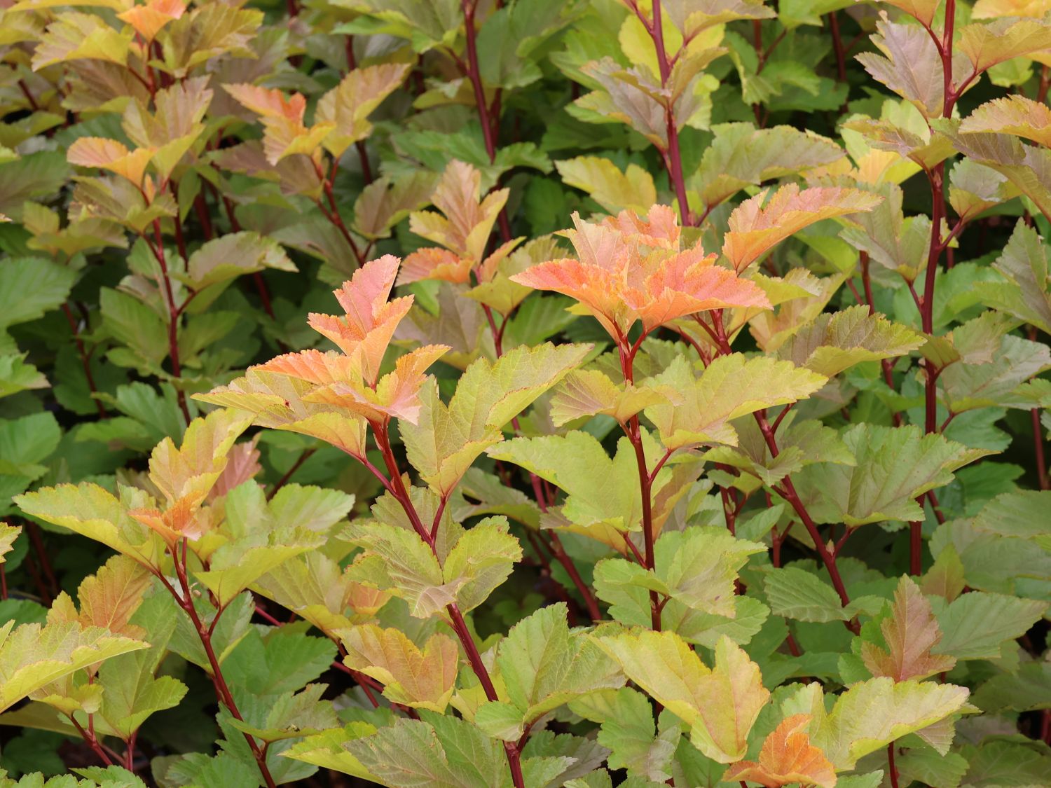 Schneeballblättrige Blasenspiere 'Magic Ball' - Physocarpus opulifolius 'Magic Ball'