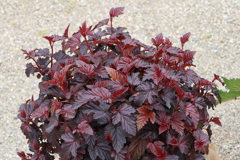 Blasenspiere 'Purple Horizon' - Physocarpus opulifolius 'Purple Horizon'