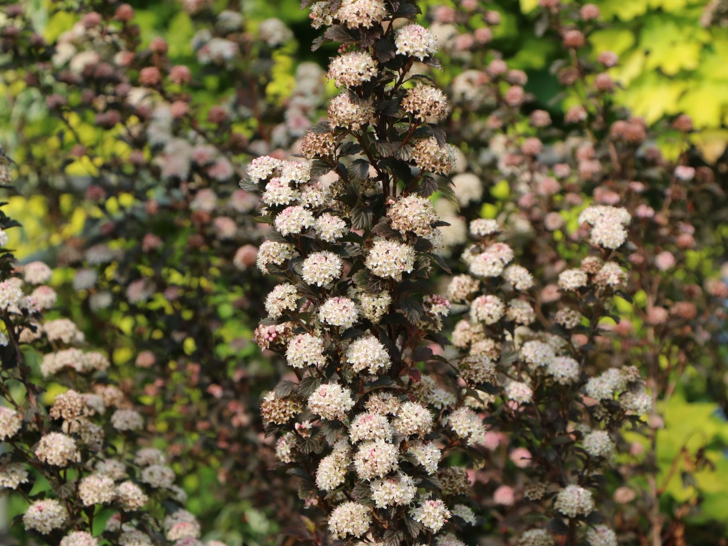 Blasenspiere PROVEN WINNERS ® 'Tiny Wine' ®