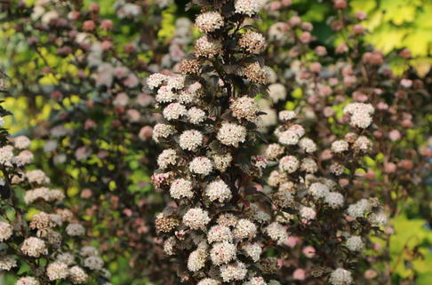 Blasenspiere PROVEN WINNERS ® 'Tiny Wine' ® - Physocarpus opulifolius PROVEN WINNERS ® 'Tiny Wine' ®