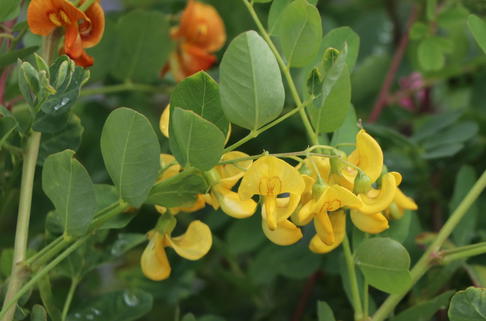 Blasenstrauch - Colutea arborescens