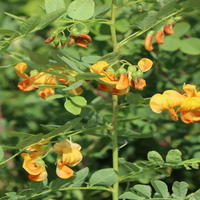 Blasenstrauch - Colutea arborescens