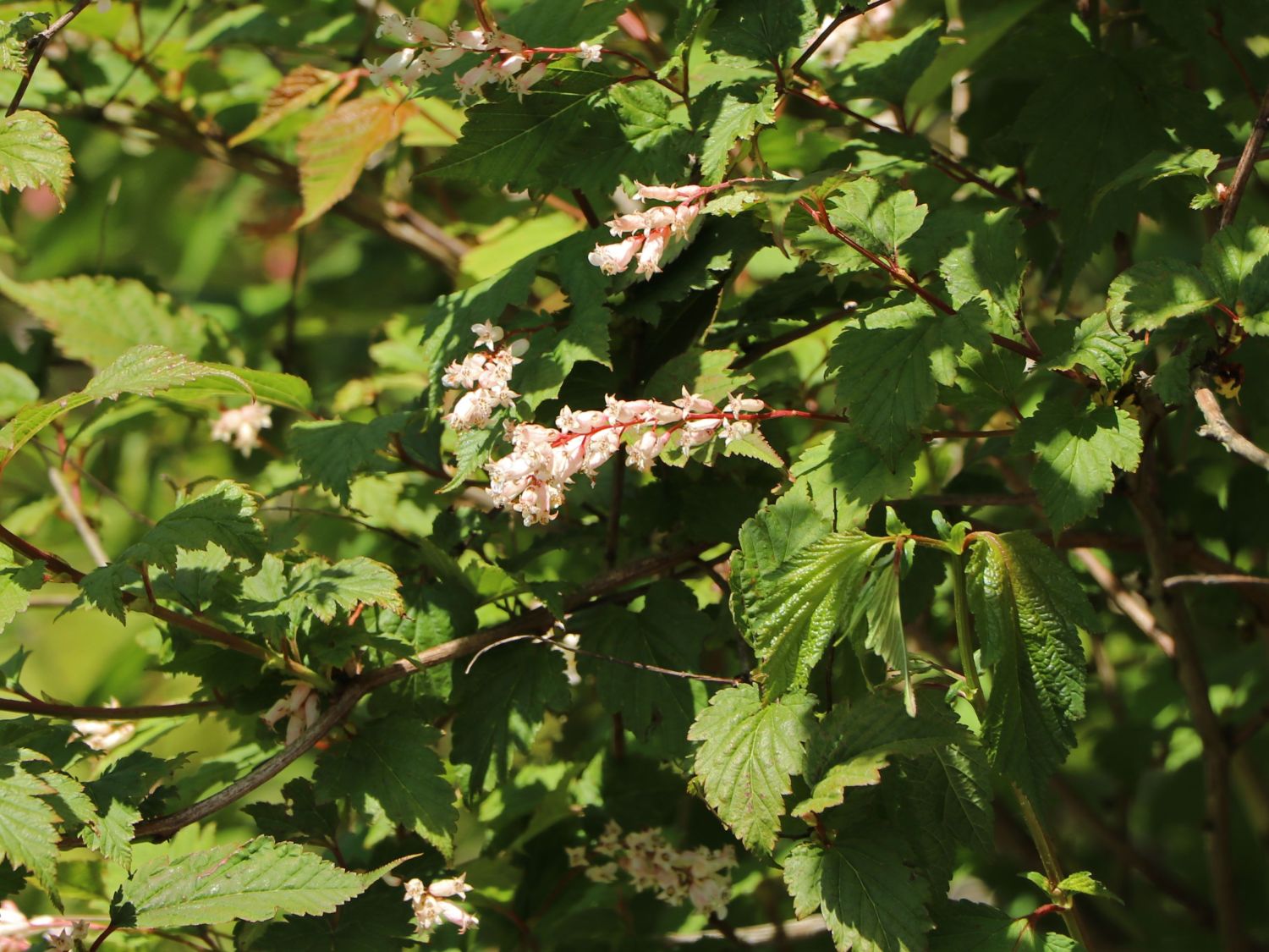 Traubenspieren (Neillia)