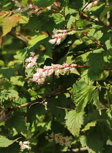 Traubenspieren (Neillia)