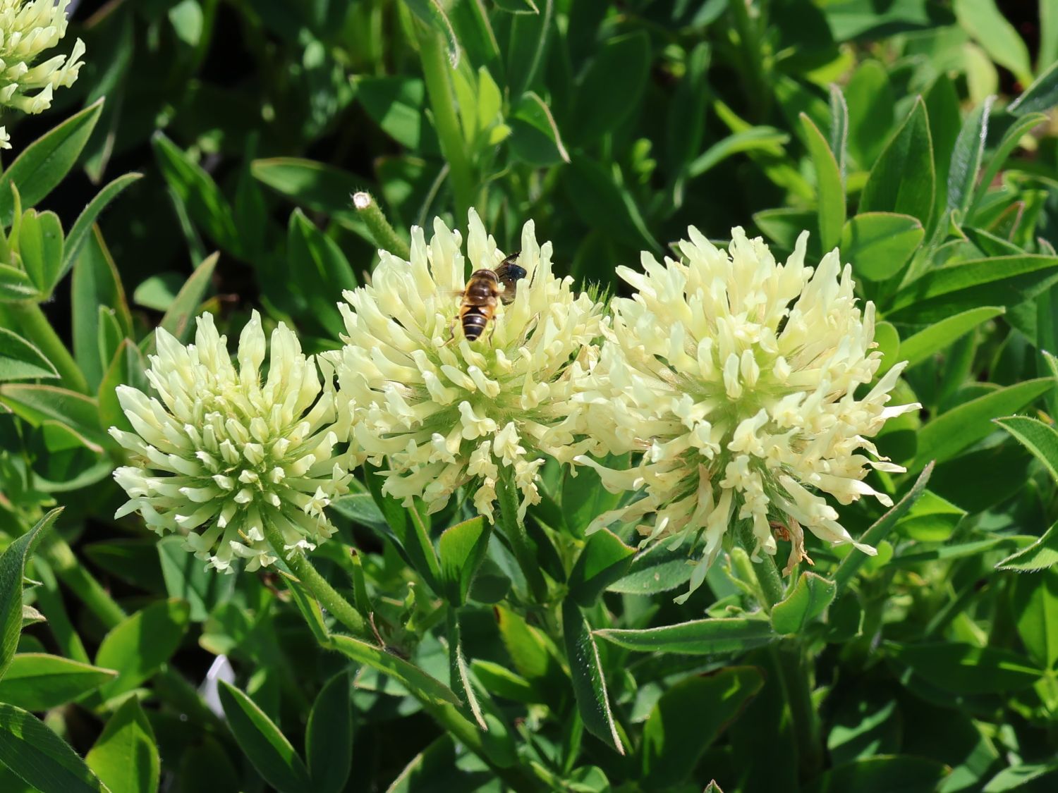 Blassgelber Klee - Trifolium ochroleucon