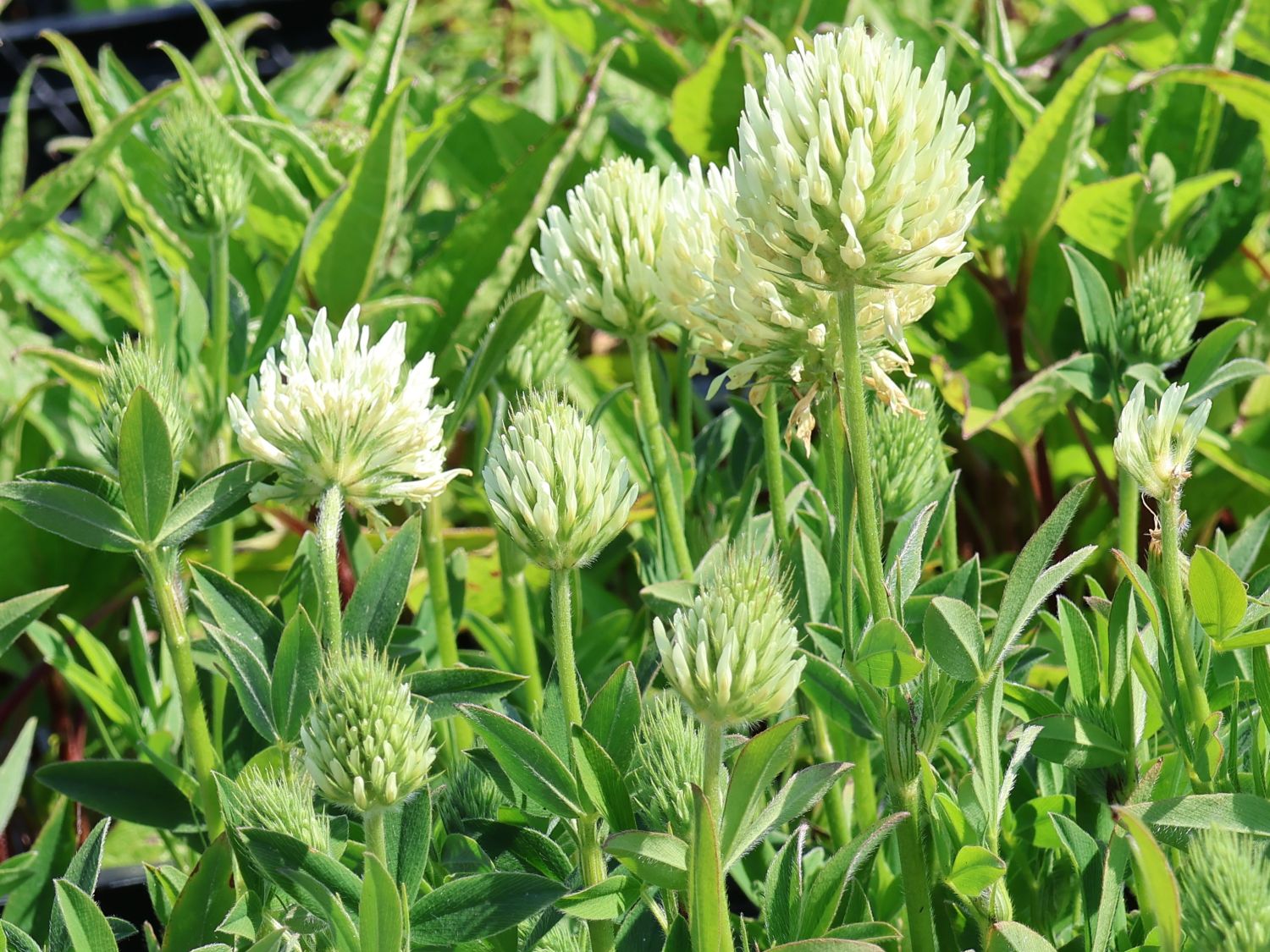 Blassgelber Klee - Trifolium ochroleucon
