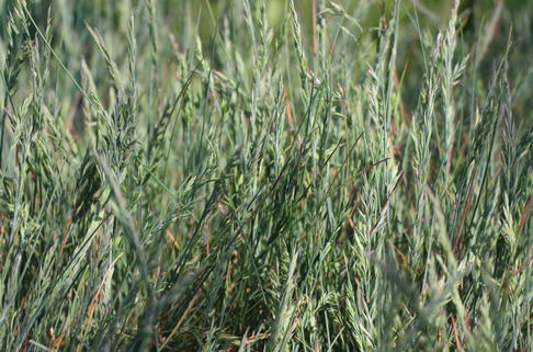 Blau Schwingel 'Uchte' - Festuca cinerea 'Uchte'