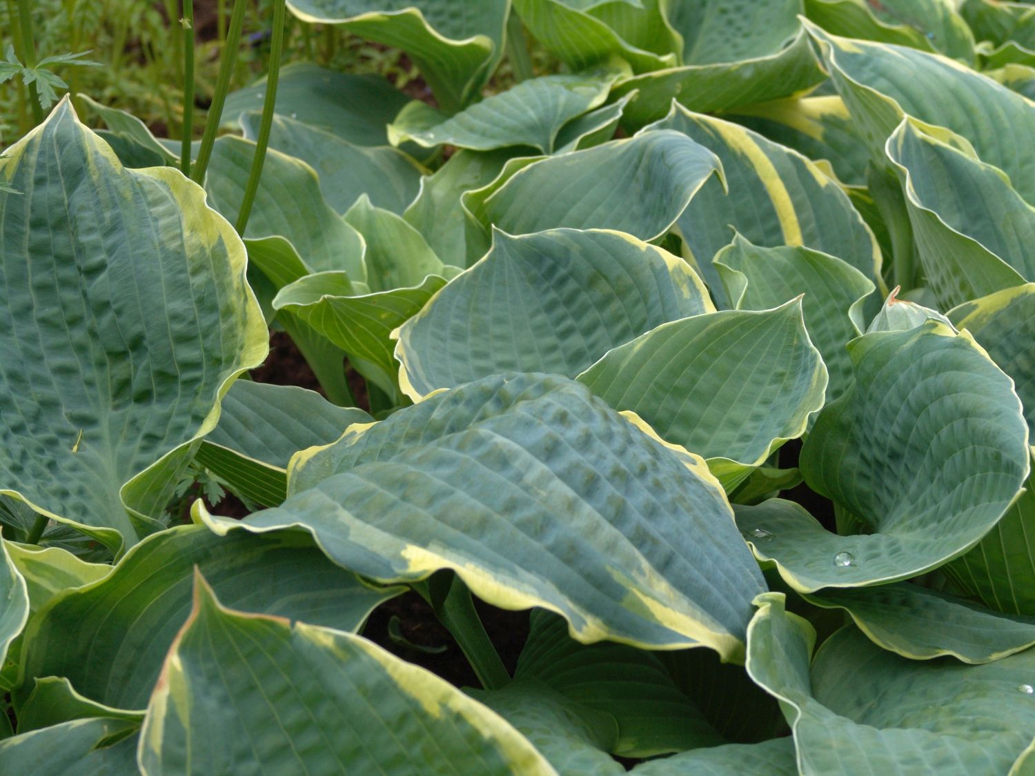 Blaublättrige Weißrand-Funkie 'Pizzazz'