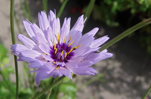 Blaublühende Rasselblume - Catananche caerulea