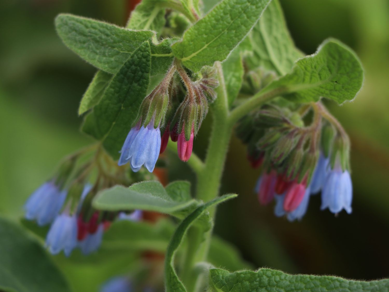 Beinwell (Symphytum)