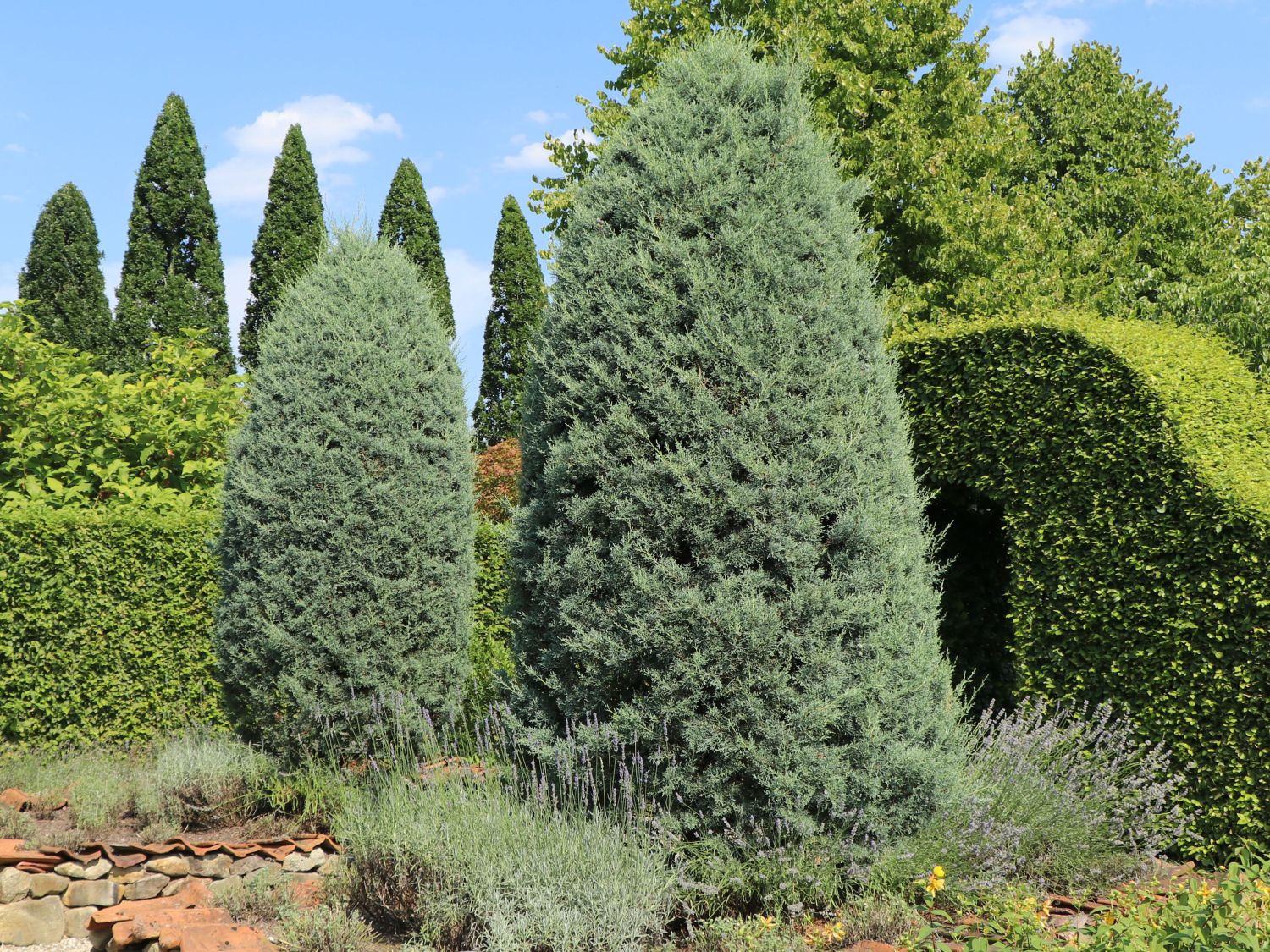 Blaue Arizona-Zypresse 'Glauca' - Cupressus arizonica 'Glauca'