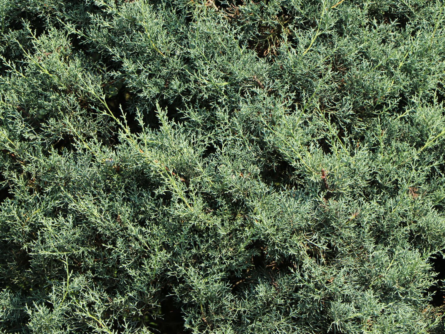 Zypressen (Cupressus)