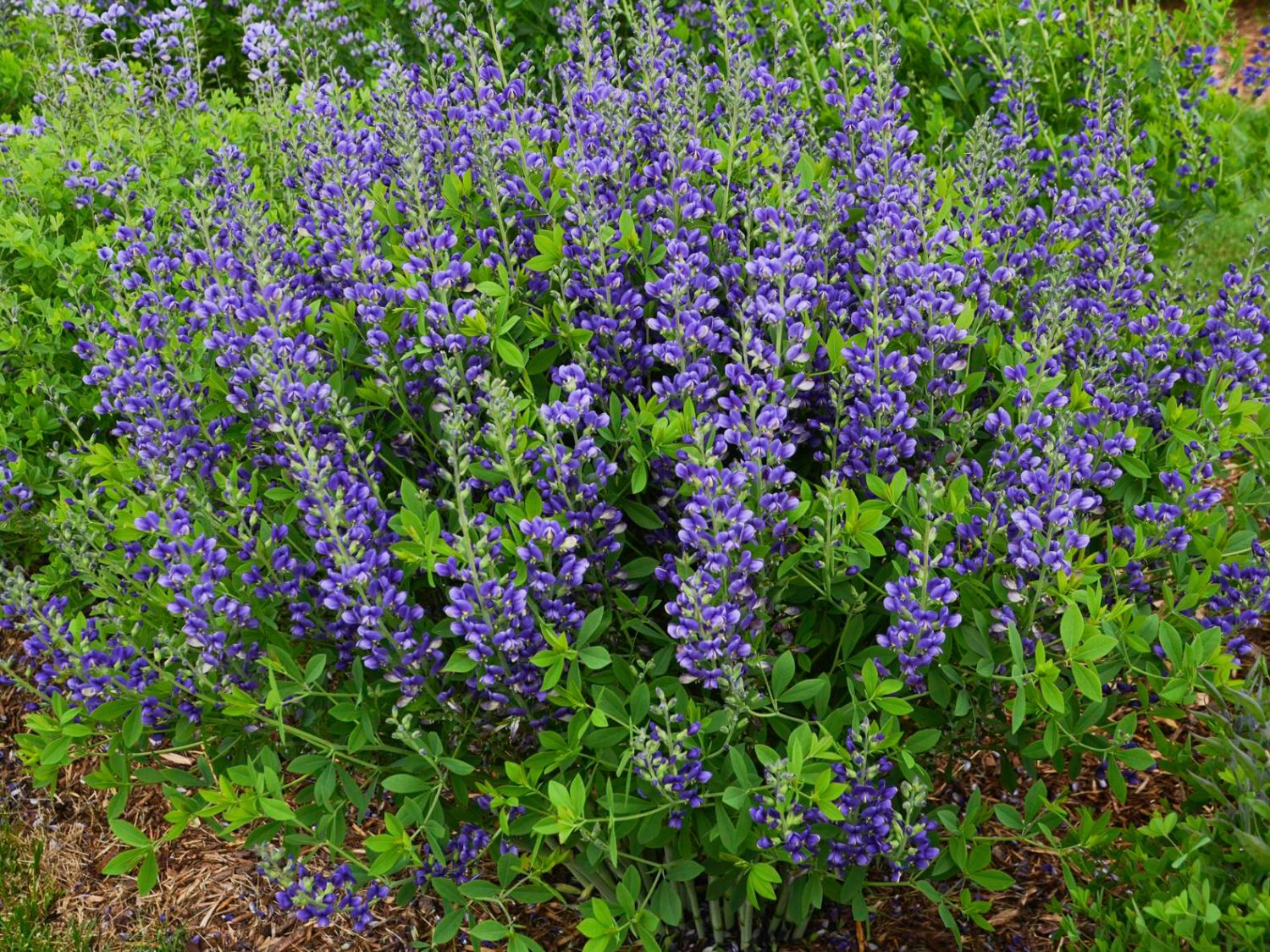 Blaue Färberhülse Decadence-Serie 'Blueberry Sundae'