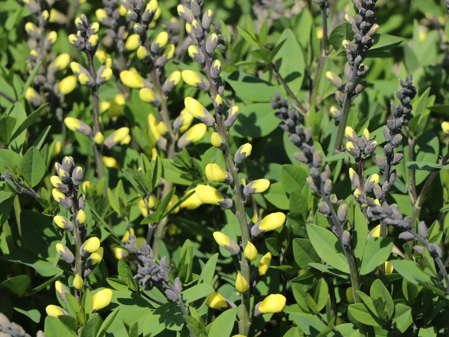 Blaue Färberhülse Decadence-Serie 'Lemon Meringue'