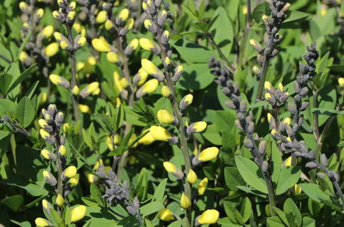 Blaue Färberhülse Decadence-Serie 'Lemon Meringue' - Baptisia x cultorum Decadence-Serie 'Lemon Meringue'