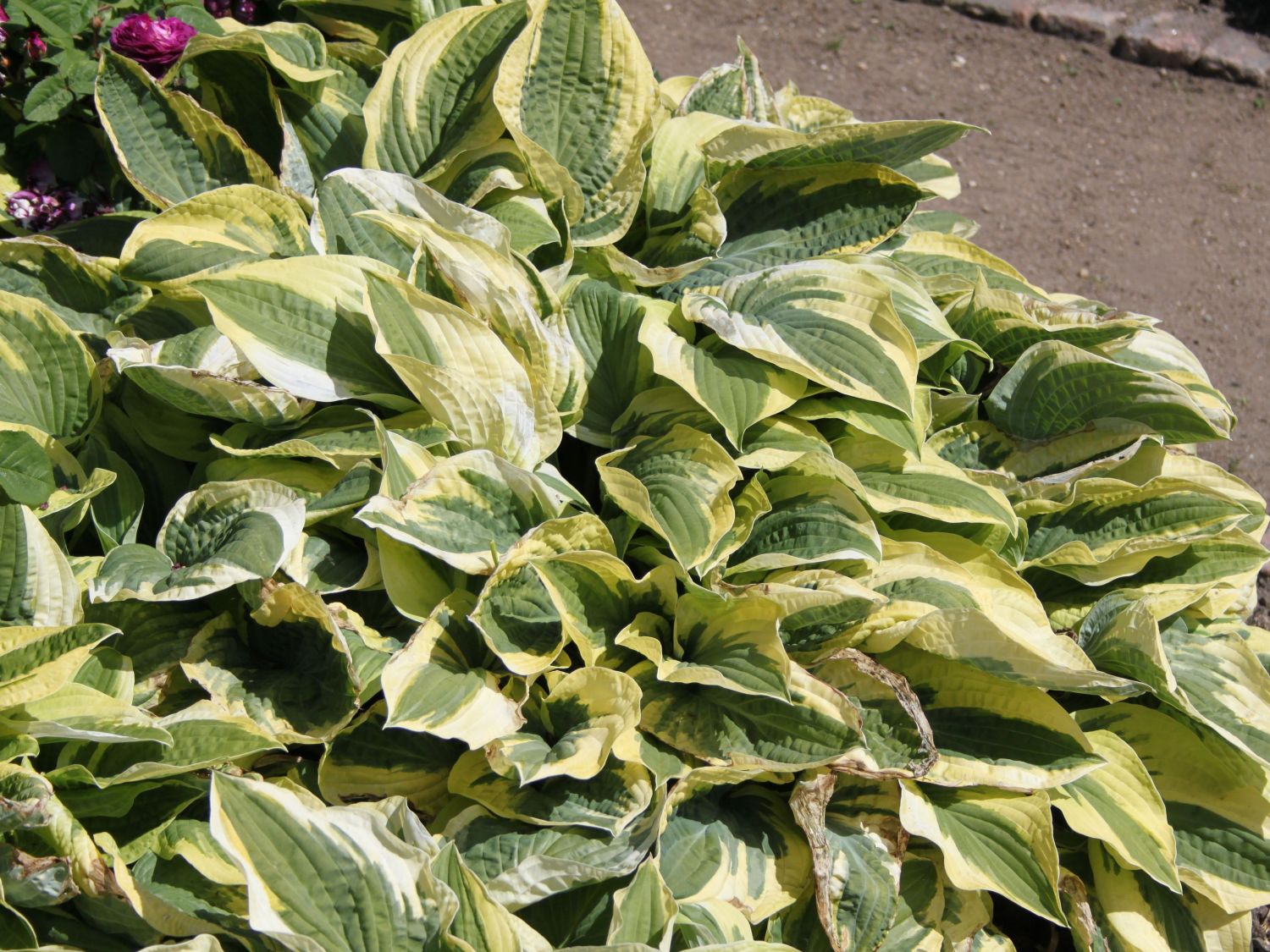 Zweifarbige Herzblattlilie 'Wide Brim'