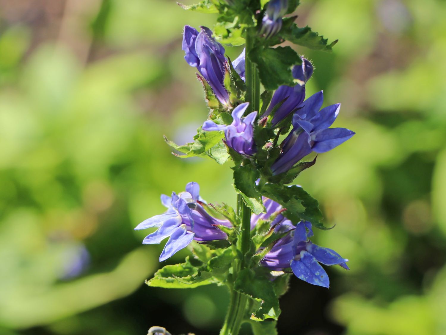 Blaue Kardinals-Lobelie