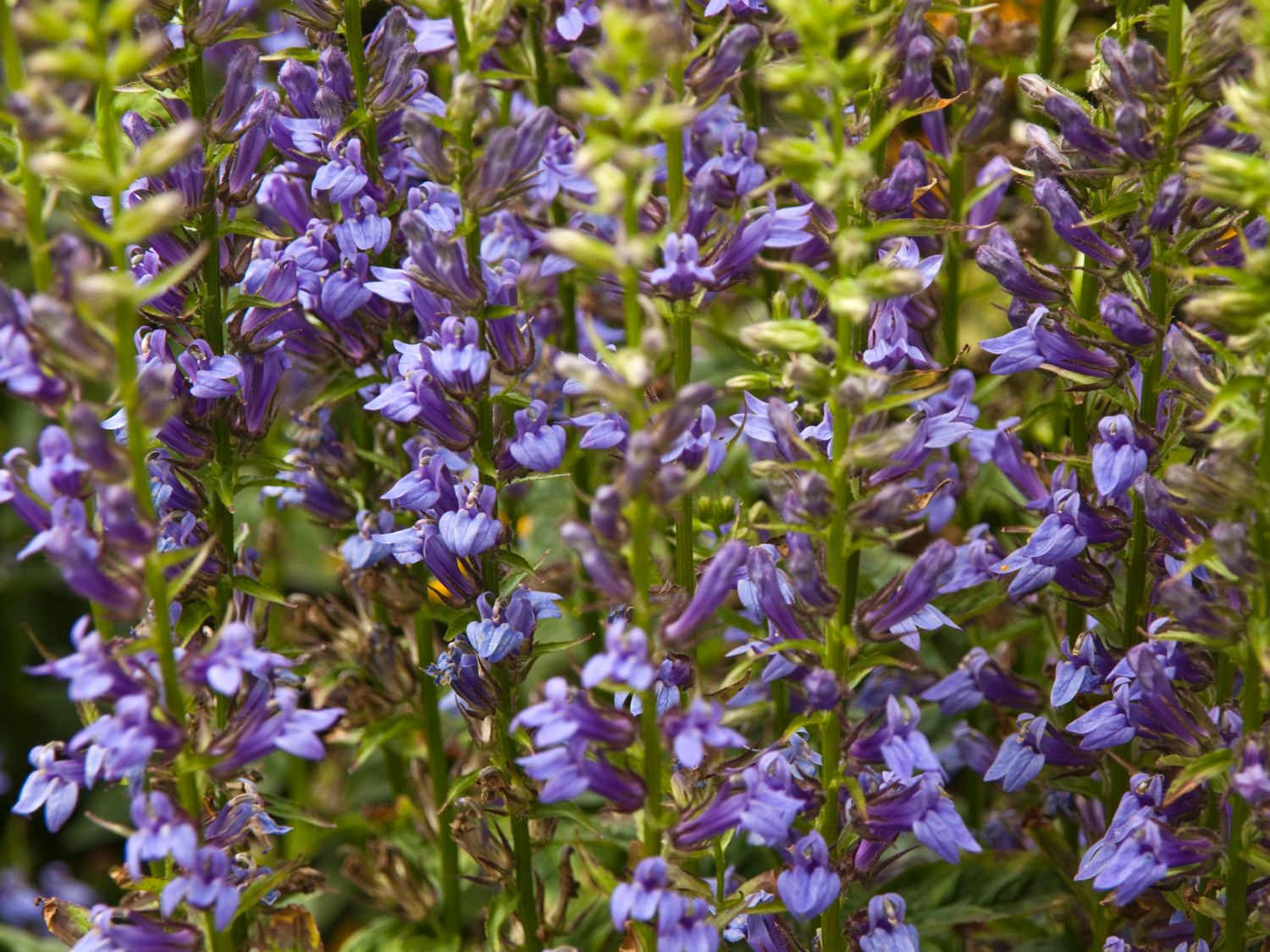 Lobelien (Lobelia)